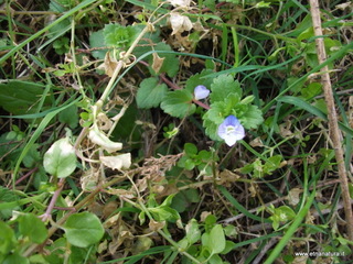Salinelle del Simeto